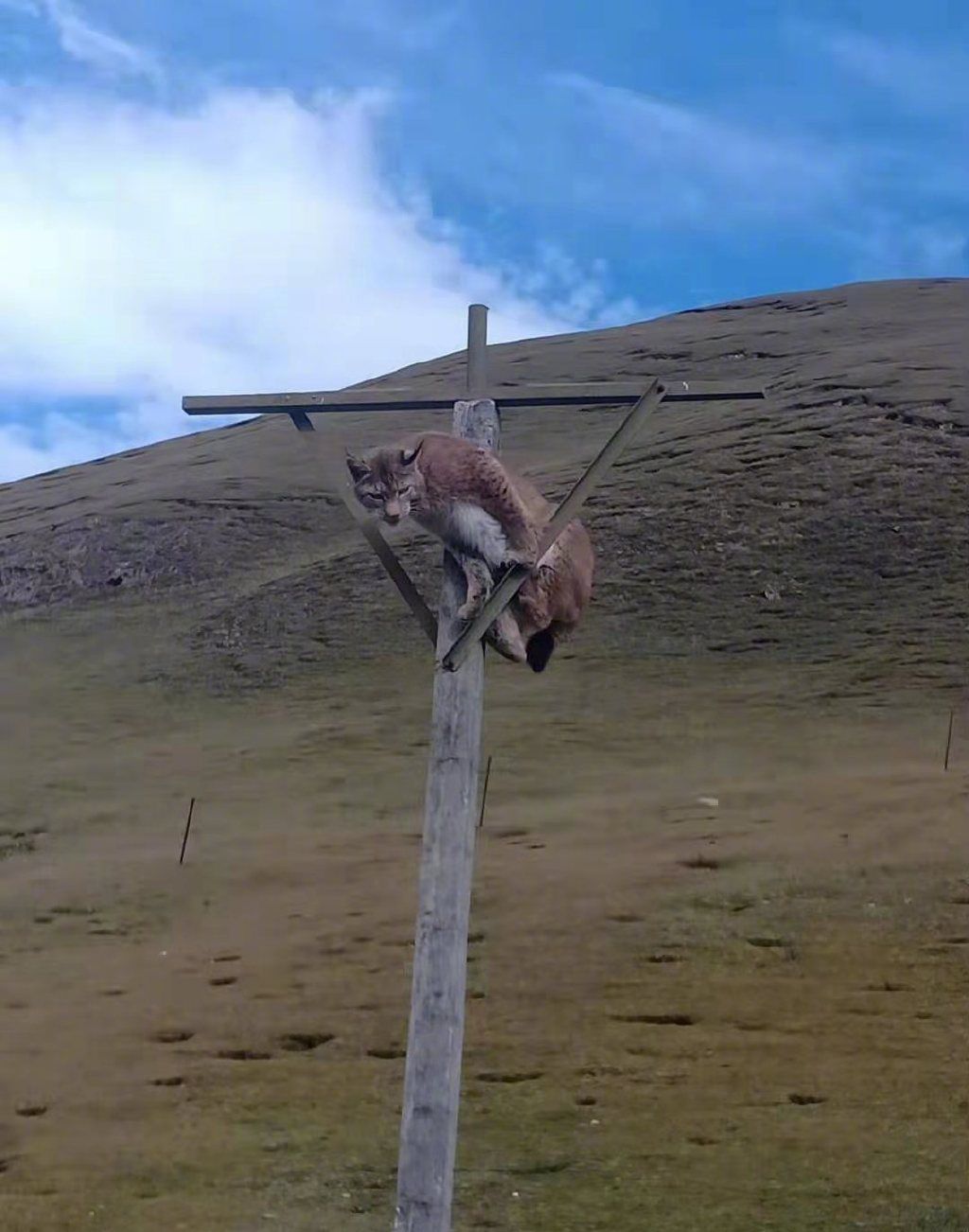 包含辽东雪豹队鏖战雪域暴熊队,棒球附加赛击败,替补奇兵立功。边后卫成为亮点的词条 包含辽东雪豹队鏖战雪域暴熊队,棒球附加赛击败,替补奇兵立功。边后卫成为亮点的词条