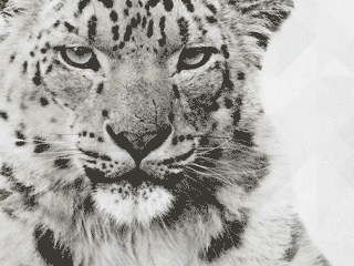 包含辽东雪豹队鏖战雪域暴熊队,棒球附加赛击败,替补奇兵立功。边后卫成为亮点的词条 包含辽东雪豹队鏖战雪域暴熊队,棒球附加赛击败,替补奇兵立功。边后卫成为亮点的词条